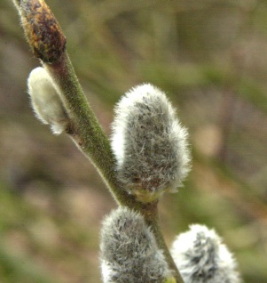 Salweide Mas 100-125cm - Salix caprea