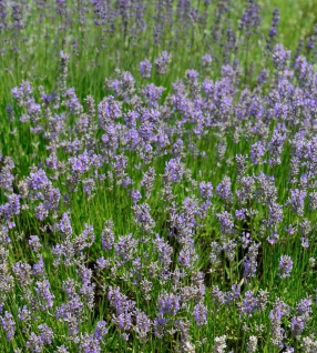 Lavendel Dutch - Lavandula intermedia