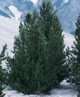 Bergkiefer Green Column 60-70cm - Pinus mugo