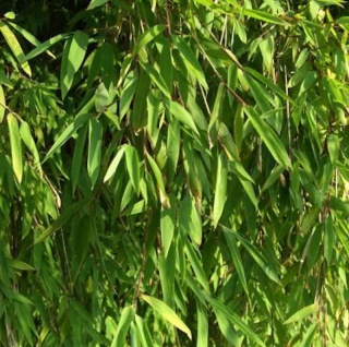 Gartenbambus Jiuzhaigou-1 125-150cm - Fargesia