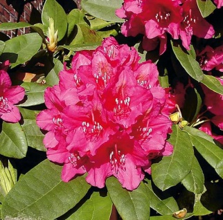 INKARHO - Großblumige Rhododendron Dr.H.C.Dresselhuys 30-40cm - Alpenrose