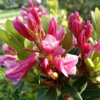 Bewimperte Alpenrose Typ Schnupper 15-20cm - Rhododendron hirsutum