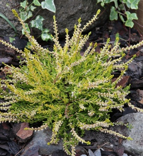10x Besenheide Gold Haze - Calluna vulgaris