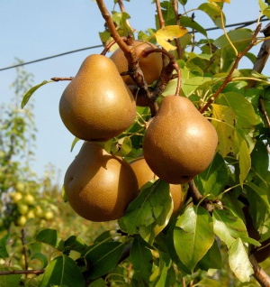 Birne Nashbirne 60-80cm - saftige und süße Früchte