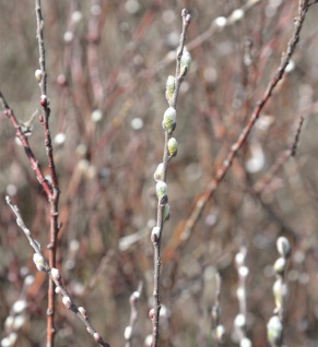 Silber Kriechweide 40-60cm - Salix repens