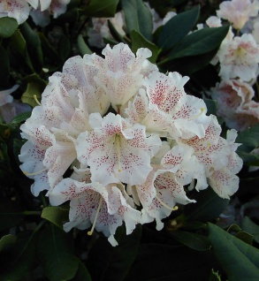 Großblumige Rhododendron Double Dots 50-60cm - Alpenrose