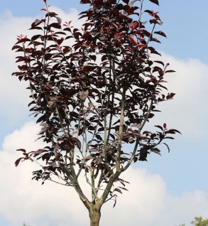 Hochstamm Blutpflaume 100-125cm - Prunus cerasifera