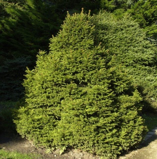 Gnomfichte 25-30cm - Picea abies