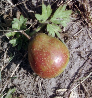 Speierling 80-100cm - Sorbus domestica
