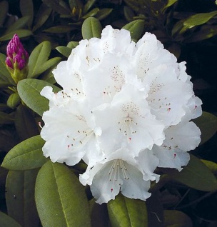 Hochstamm Rhododendron Schneekrone 60-80cm - Alpenrose