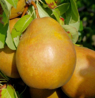 Birne Gellerts Butterbirne 60-80cm - aromatische und feinwürzige Früchte