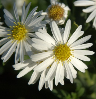 Wild-Aster - Aster ageratoides