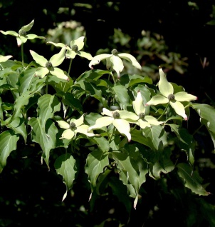Japanischer Blumenhartriegel Weiße Fontäne 100-125cm - Cornus kousa
