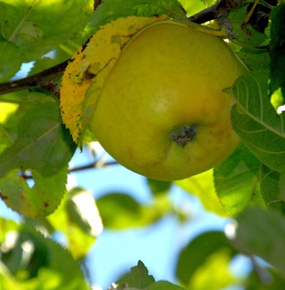 Apfelbaum Goldrenette von Blenheim 60-80cm - knackig und großzellig