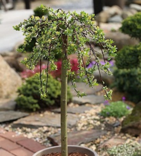 Hochstamm Hängeweide Nico 60-80cm Salix caprea 