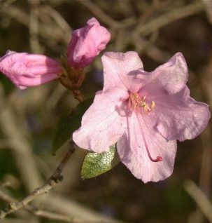 Frühlingsrhododendron Praecox 25-30cm