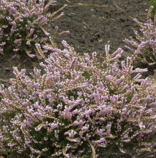 10x Besenheide County Wicklow - Calluna vulgaris