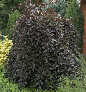 Schwarzrote Hängebuche 60-80cm - Fagus sylvatica