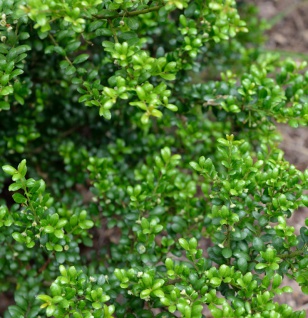 Japanische Stechpalme Ilex Green Hedge 30-40cm - ilex crenata