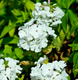 Hohe Flammenblume White Flame - Phlox Paniculata