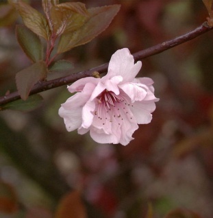 Hochstamm Zierkirsche 80-100cm - Prunus blireana