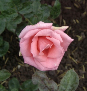 Hochstamm Rose Inka 40-60cm