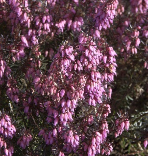 10x Winterheide Vivellii - Erica carnea