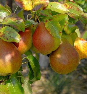 Birne Clapps Liebling 60-80cm - saftige und weiche Früchte