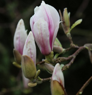 Tulpen Magnolie 100-125cm - Magnolia soulangiana