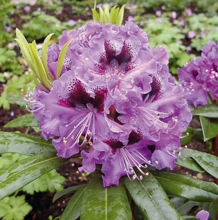 Großblumige Rhododendron Blaue Jungs 30-40cm - Alpenrose