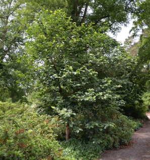 Magnolie Serene 80-100cm - Magnolia