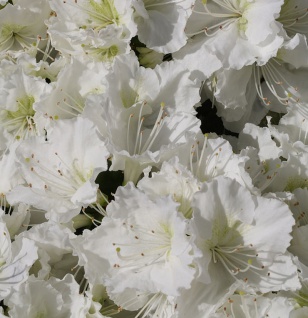 Japanische Azalee Maischnee® 25-30cm - Rhododendron obtusum - Zwerg Alpenrose