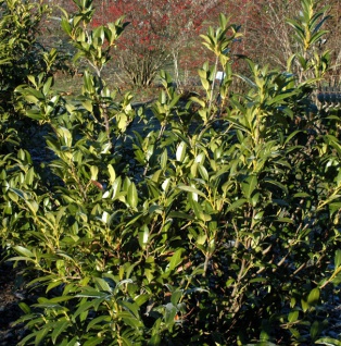 Aufrechte Lorbeerkirsche 125-150cm - Prunus laurocerasus