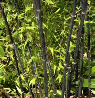 Schwarzrohrbambus 80-100cm - Phyllostachys nigra