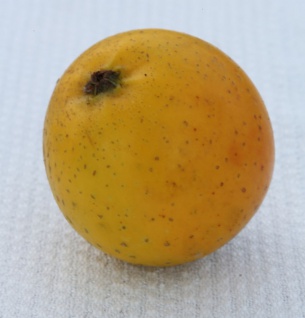 Apfelbaum Ananasrenette 60-80cm - fest und edel