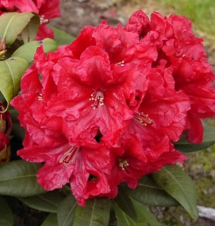 INKARHO - Großblumige Rhododendron Rabatz 30-40cm - Alpenrose