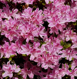 Japanische Azalee Pink Poetry 15-20cm - Rhododendron obtusum - Zwerg Alpenrose
