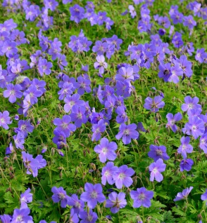 Wiesenstorchschnabel Johnsons Blue - Geranium pratense