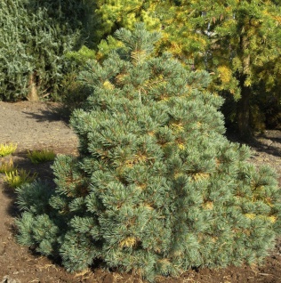 Kissenkiefer Krügers Lilliput 30-40cm - Pinus strobus Krügers Liliput