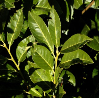 Lorbeerkirsche Greenpeace 125-150cm - Prunus laurocerasus