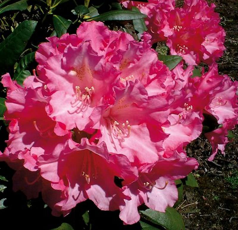 Hochstamm Rhododendron Karminkissen 60-80cm Alpenrose 