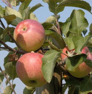 Apfelbaum Florina 60-80cm - feinwürzig und süßsauer