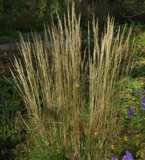 Reitgras Waldenbuch - Calamagrostis acutiflora