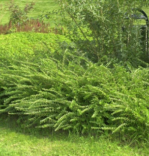 10x Böschungsmyrte Moss Green 10-15cm - Lonicera nitida