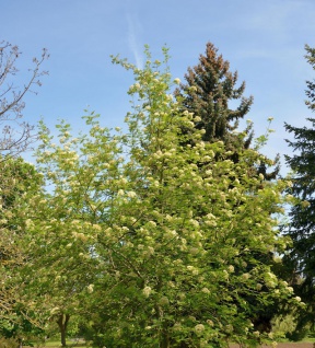 Eberesche Ulong 100-125cm - Sorbus aucuparia