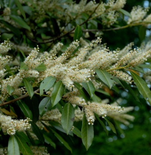 breitwachsende Lorbeerkirsche Otto Luyken 80-100cm - Prunus laurocerasus