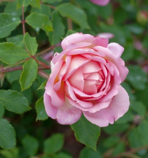 Englische Rose Jubilee Clebration 30-60cm