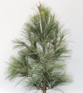 Silberkiefer 80-100cm - Pinus sylvestris