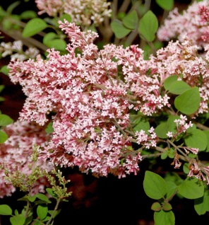 Wild-Rosen Stecklinge Duftkräuter für das Zimmer den Balkon Garten blühend Düfte