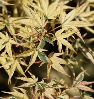 Hochstamm Fächerahorn Beni-shishi-henge 60-80cm - Acer palmatum
